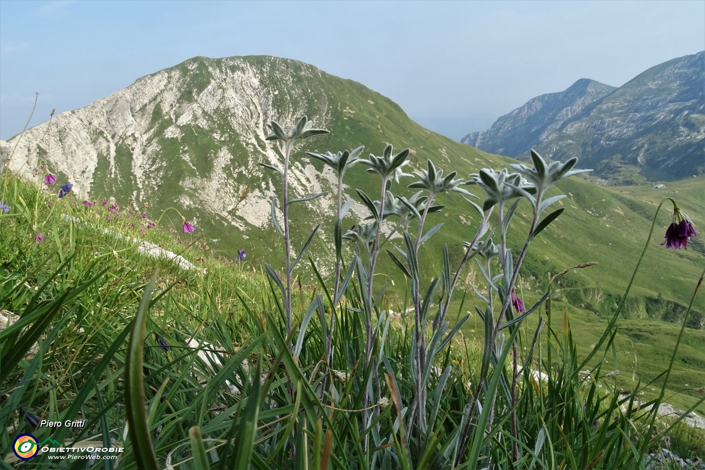 97 Stelle alpine con vista in Cima degli Agnelli.JPG